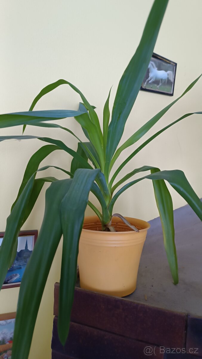 Prodám květiny - 3