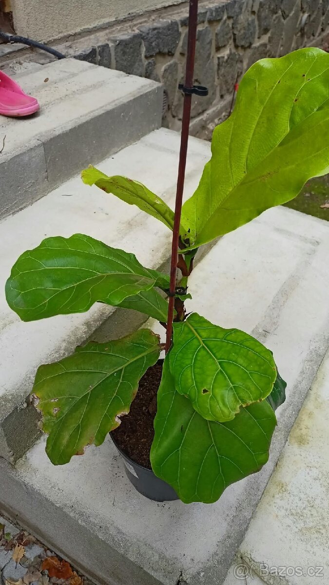 Ficus lyrata - 3