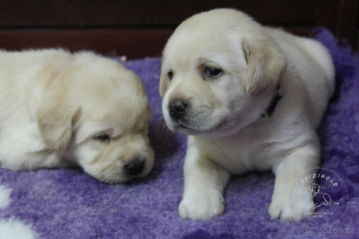 Labrador retriever s rodokmeňom pôvodu - 3