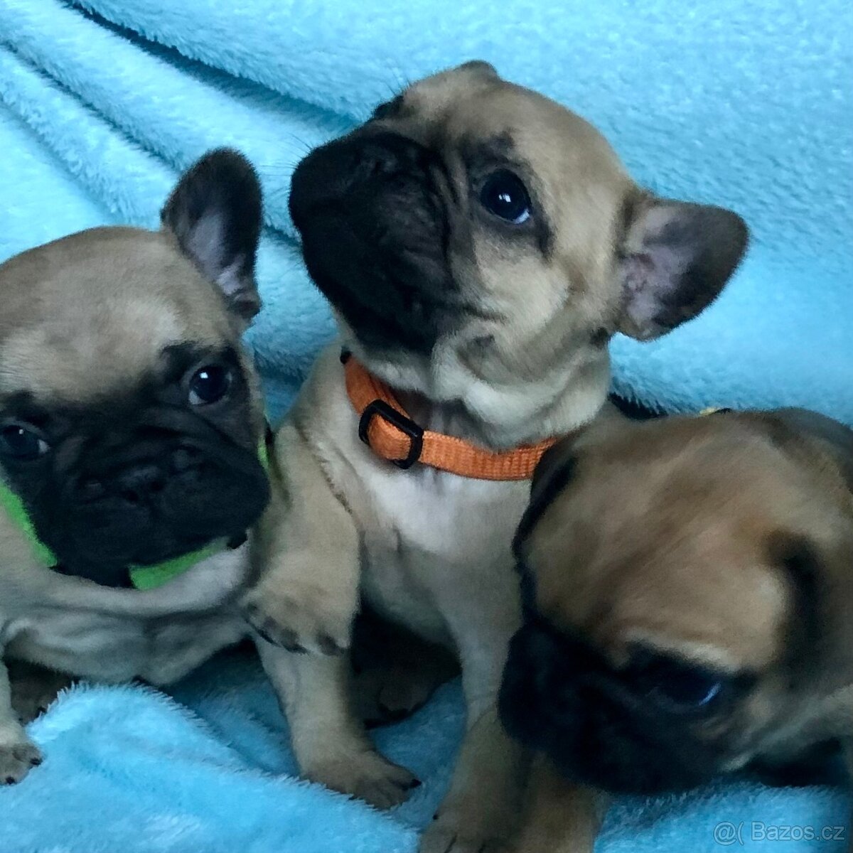 Francouzský buldoček s PP - 3