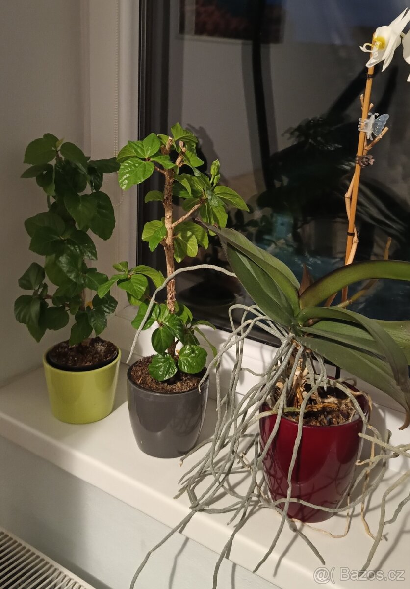 Ibišek - Hibiscus rosa, Orchidej - Phalaenopsis - 3