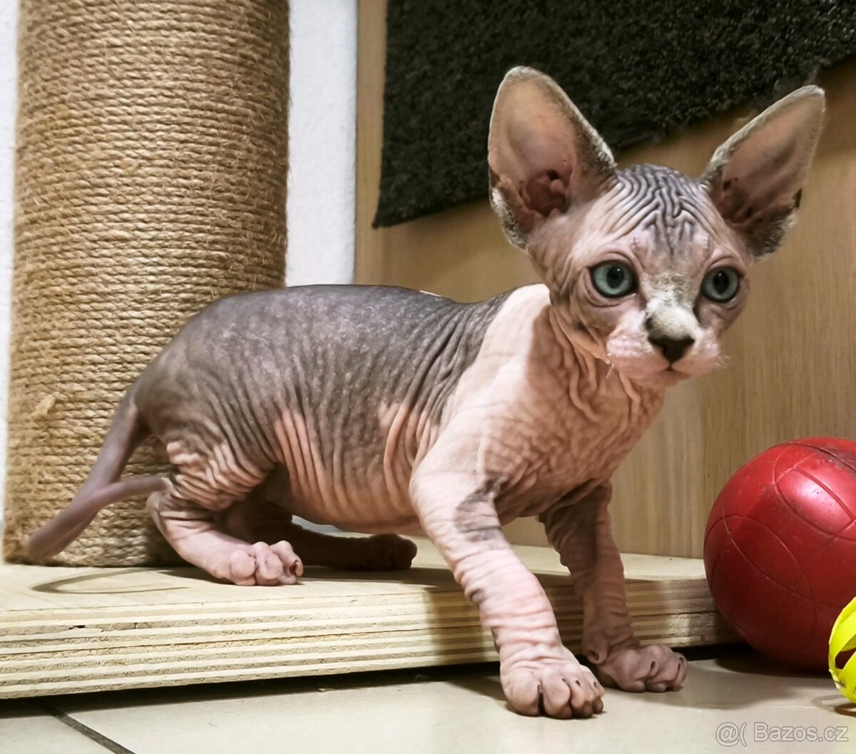 Kanadský sphynx kluk - 3