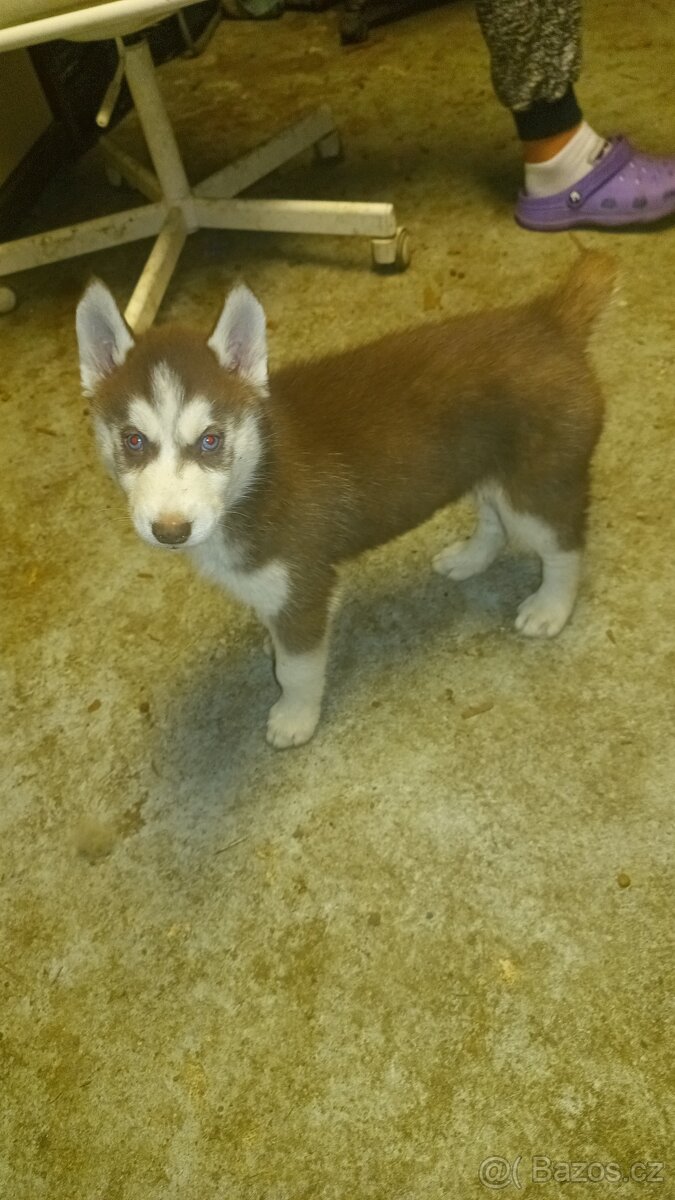 Sibiřský husky - 3