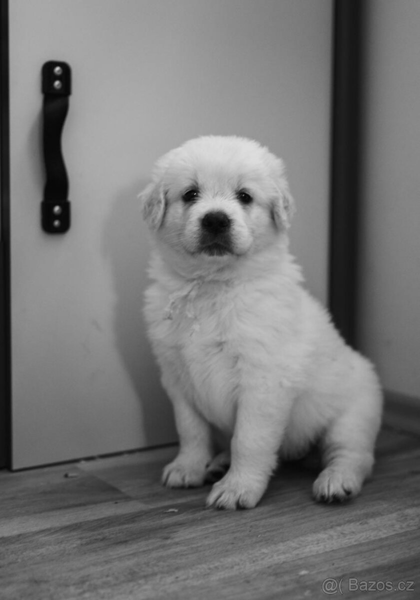 Slovenský čuvač - štěňátka s PP - 3