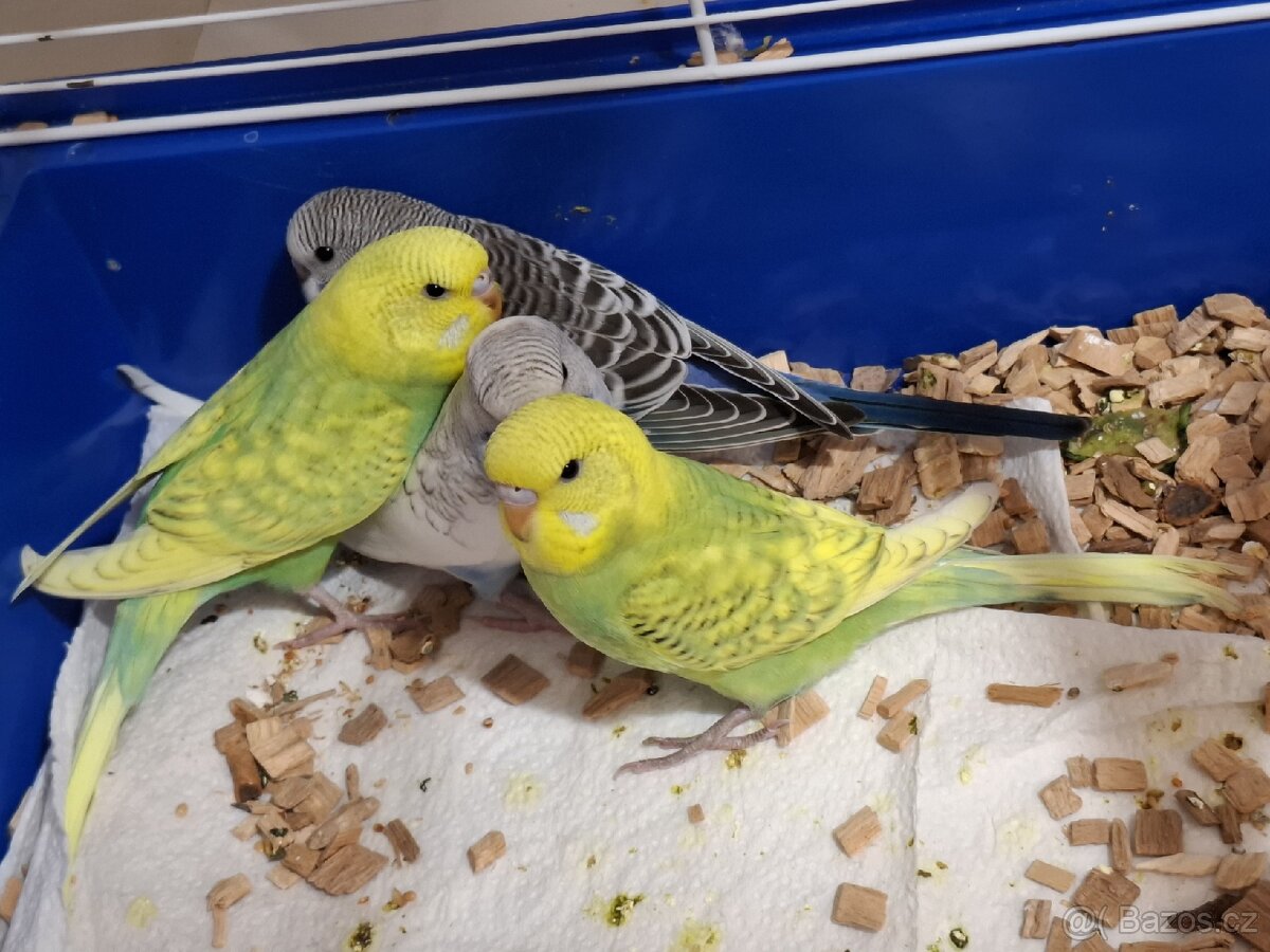 Andulky vlnkovane - 3