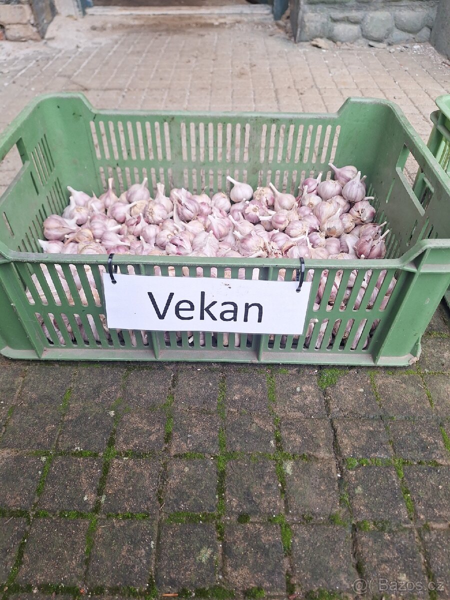 ČESNEK DOMÁCÍ, ČESKÝ, VYPĚSTOVANÝ NA MORAVĚ - 3