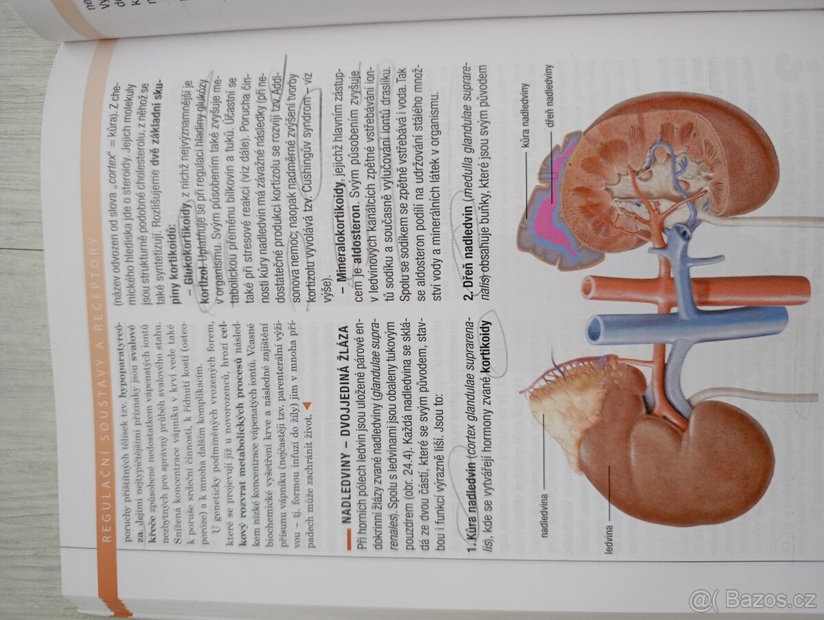 Biologie člověka - 3