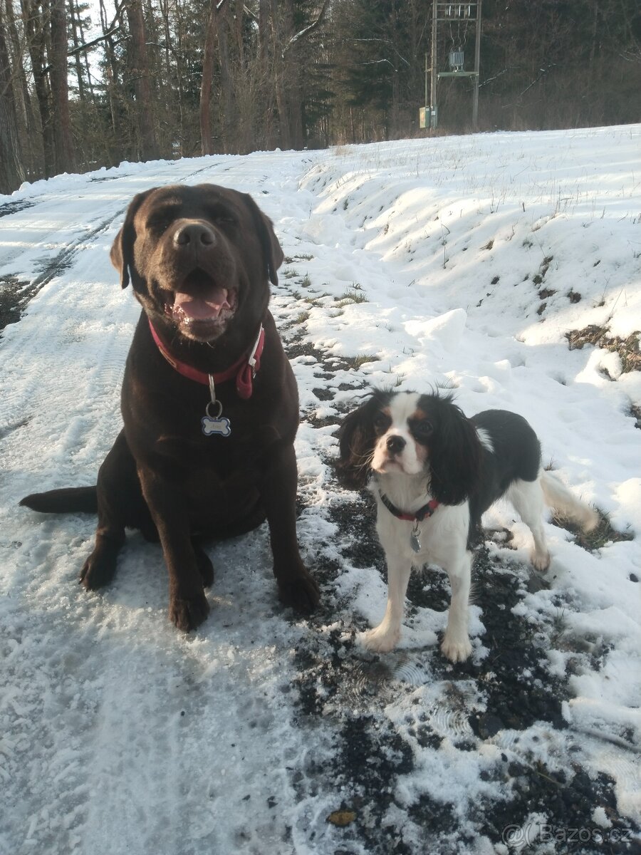 Labradorský retrívr s PP- krytí - 3