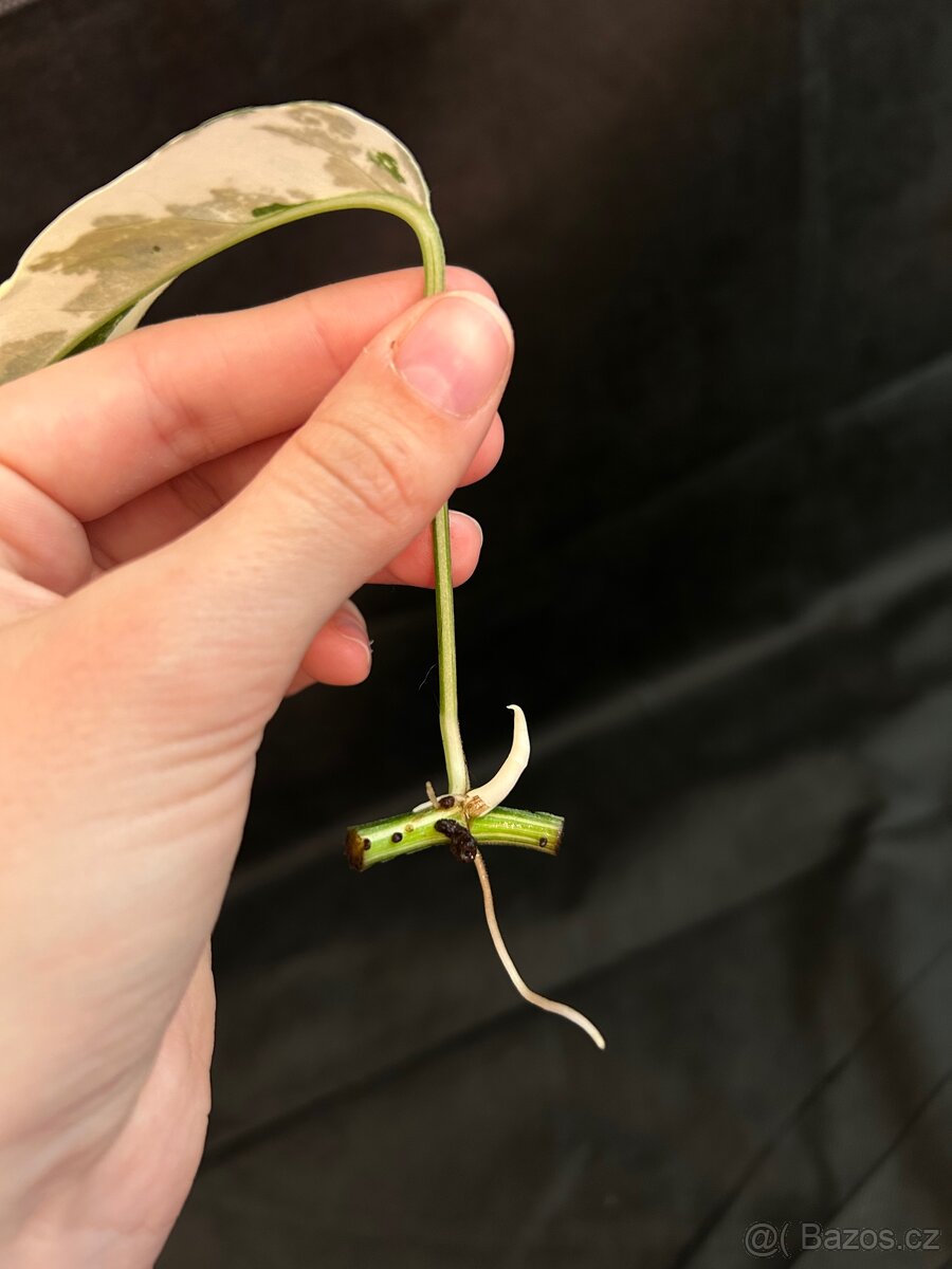 Pipremnum Pinatum Variagated - 3