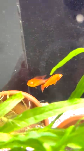 apistogramma viejita - 3