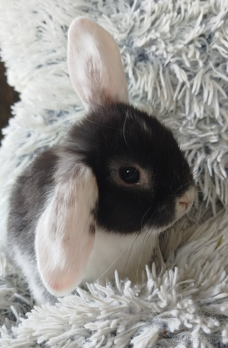 Minilop - anglický zakrslý beránek - Max - 3