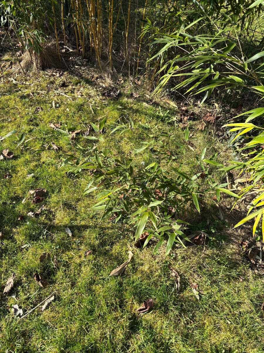 Mrazuvzdorný bambus (Phyllostachys aurea) sazenice - 3