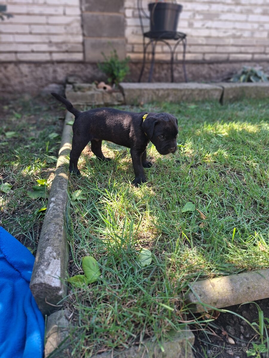 Cane corso - 3