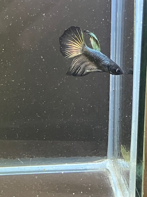 Betta bojovnice - samec 06 - 3