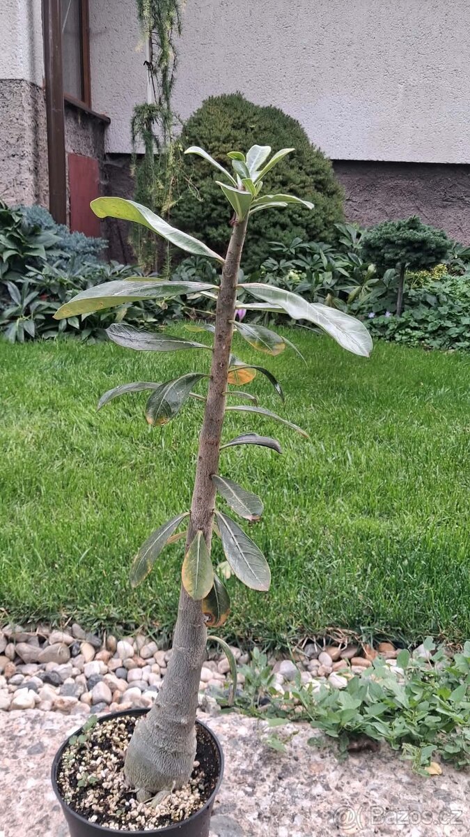 Adenium - 3
