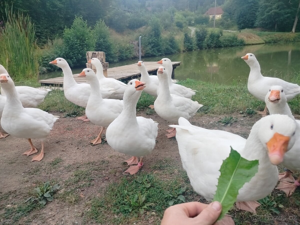 Husa Česká - 3