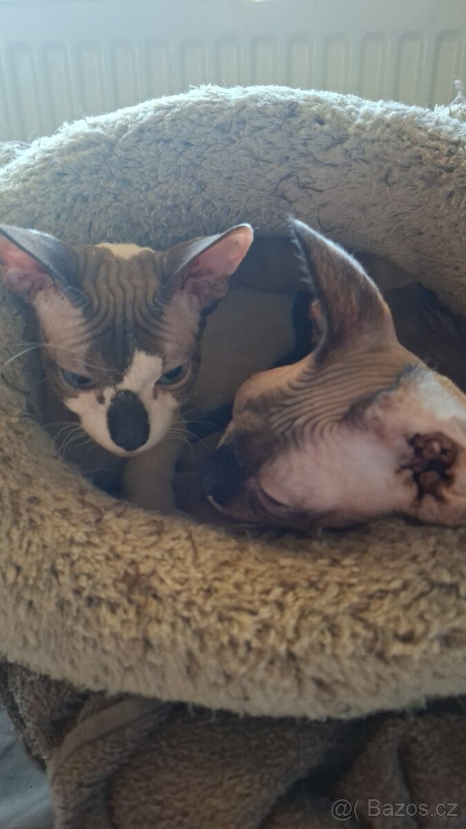 Don Sphynx - 3