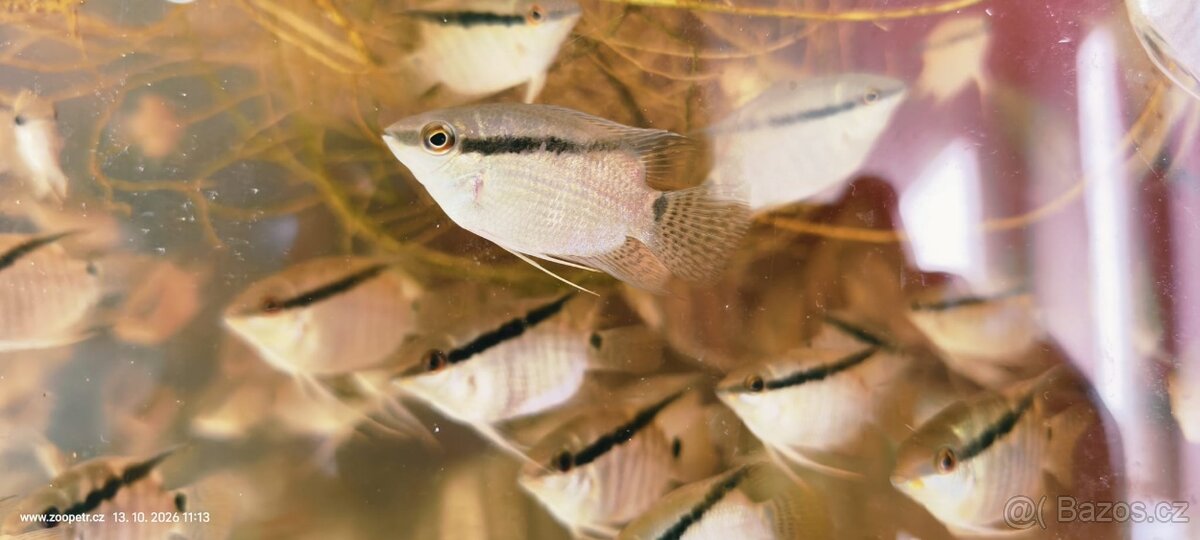 Kančík Mesonauta mirificus - 3