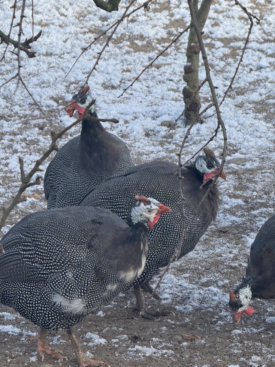 🐦✨ Africké princezny na prodej - 3