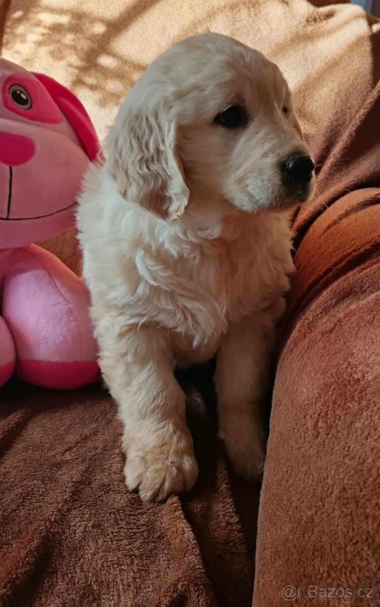 Zlatý retriever, zlatý retrívr - štěňata - 3