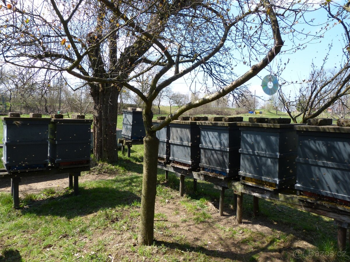 Prodám dvoje včelstva, kompletní i s úly, možné i jednotlivě - 3