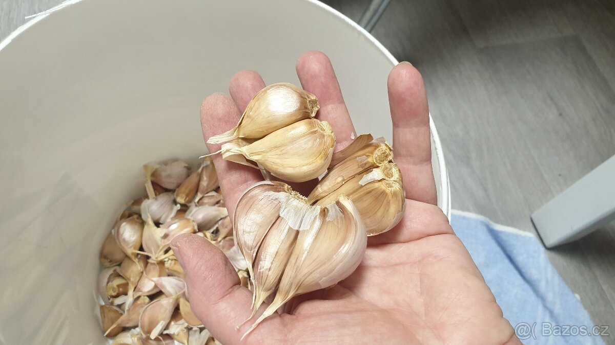 Česnek sadbový - 3