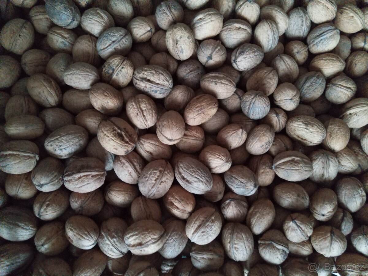 Čerstvé vlašské ořechy z vlastní zahrádky - loupané i ne - 3