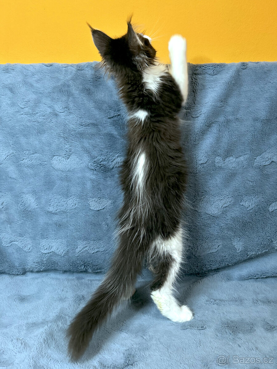 Kocourek s PP - Mainská mývalí - 3