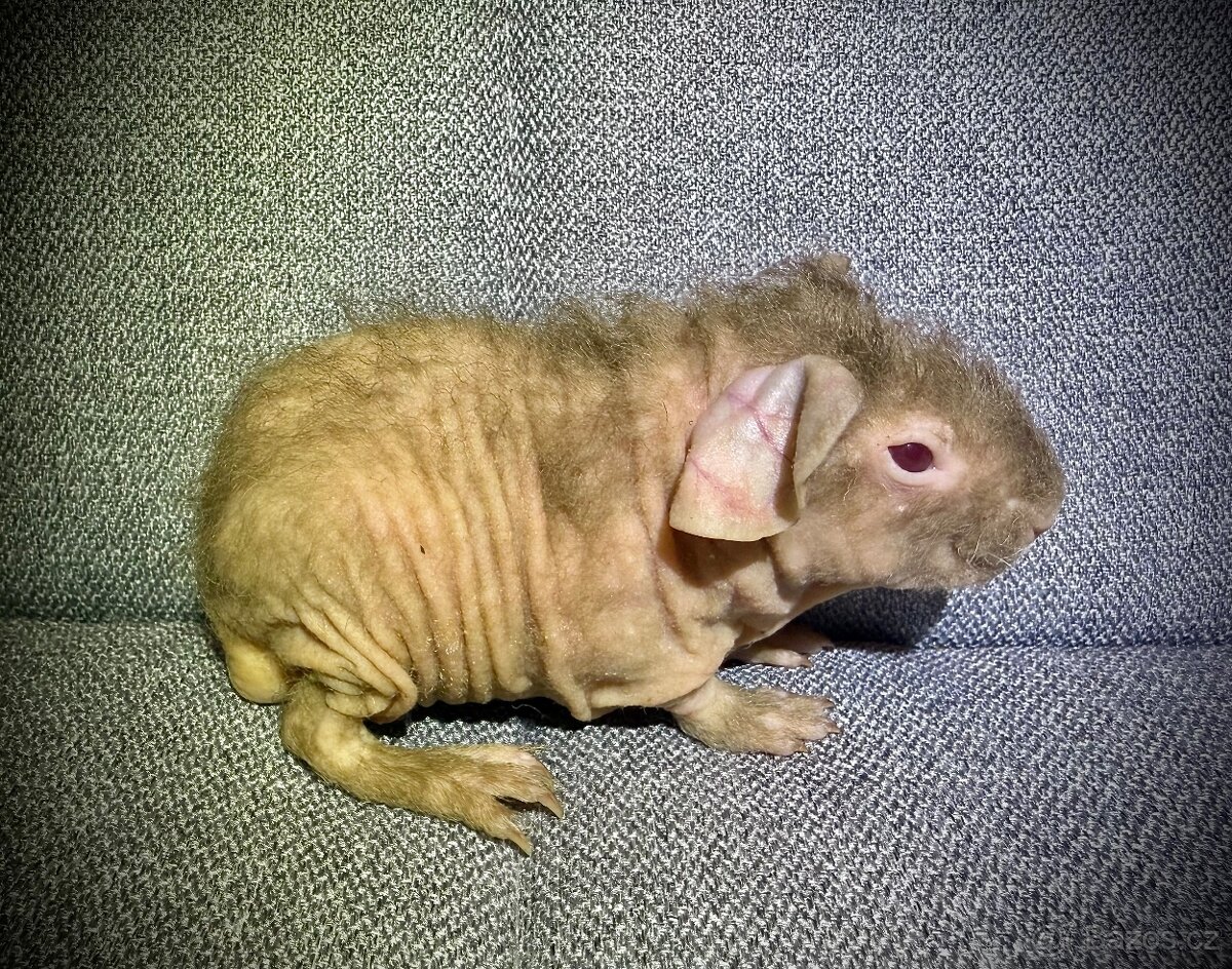 Skinny morče sameček - 3