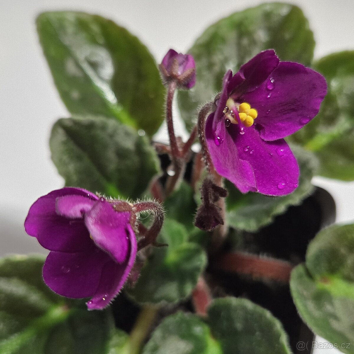 Fialka tmavě růžová - 3
