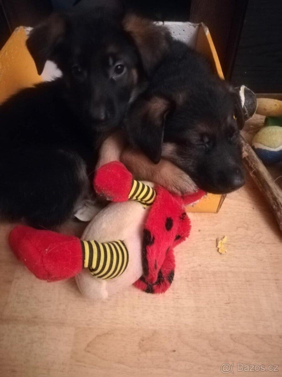 Nemecky ovčák typu Rex(štěňata) - 3