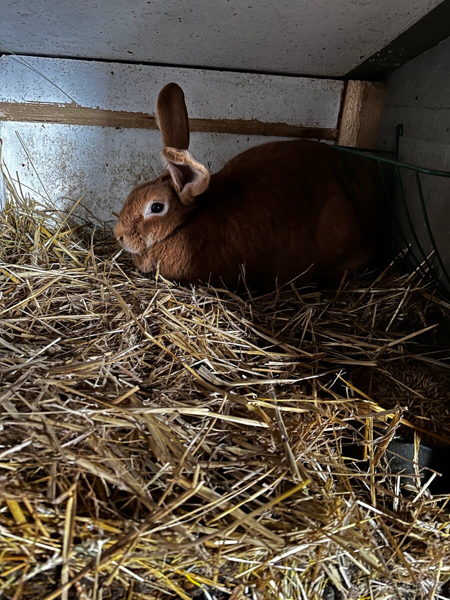 Králíkárna s králíky - 3