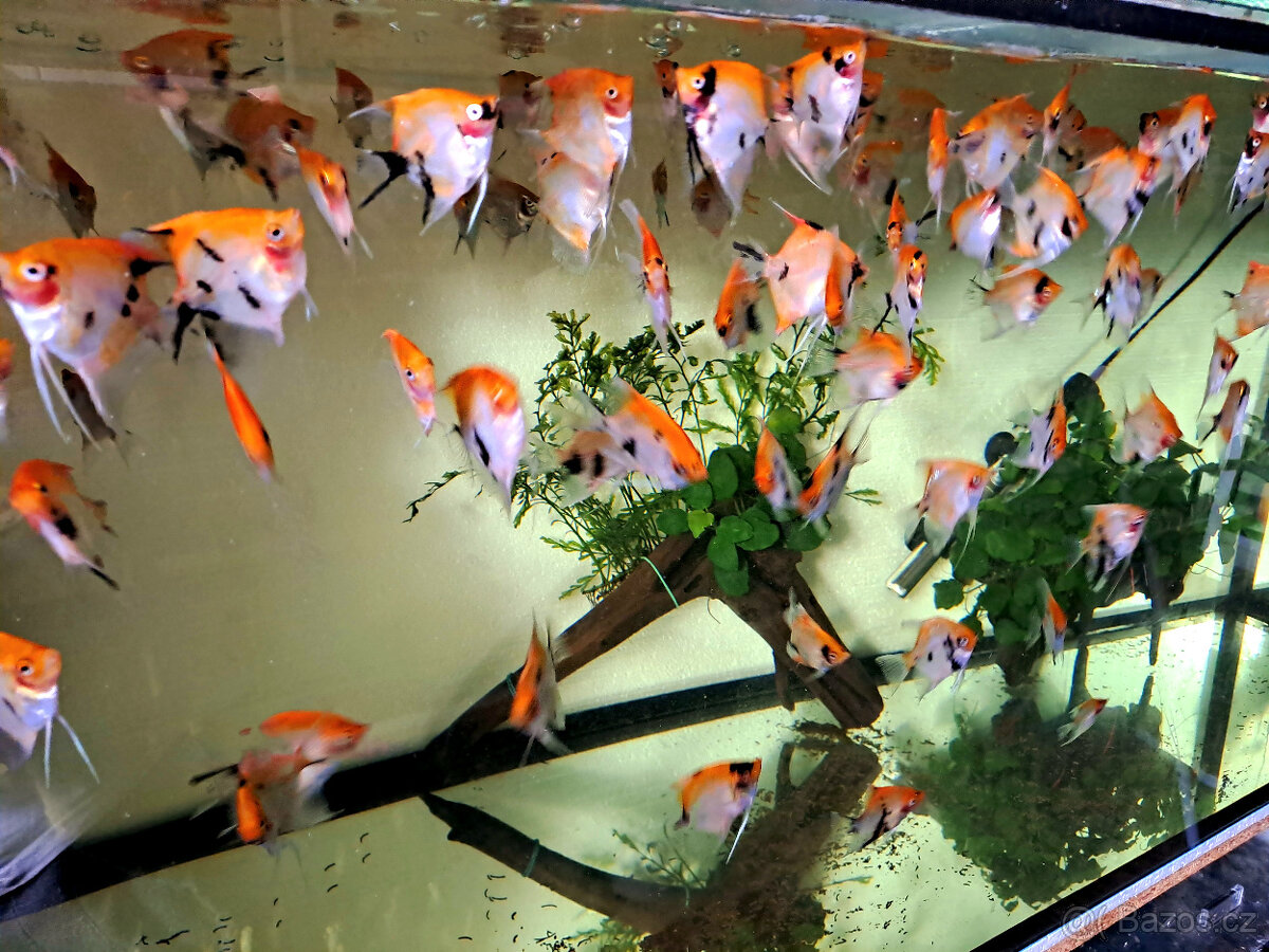 Skaláry RED Devil - 3