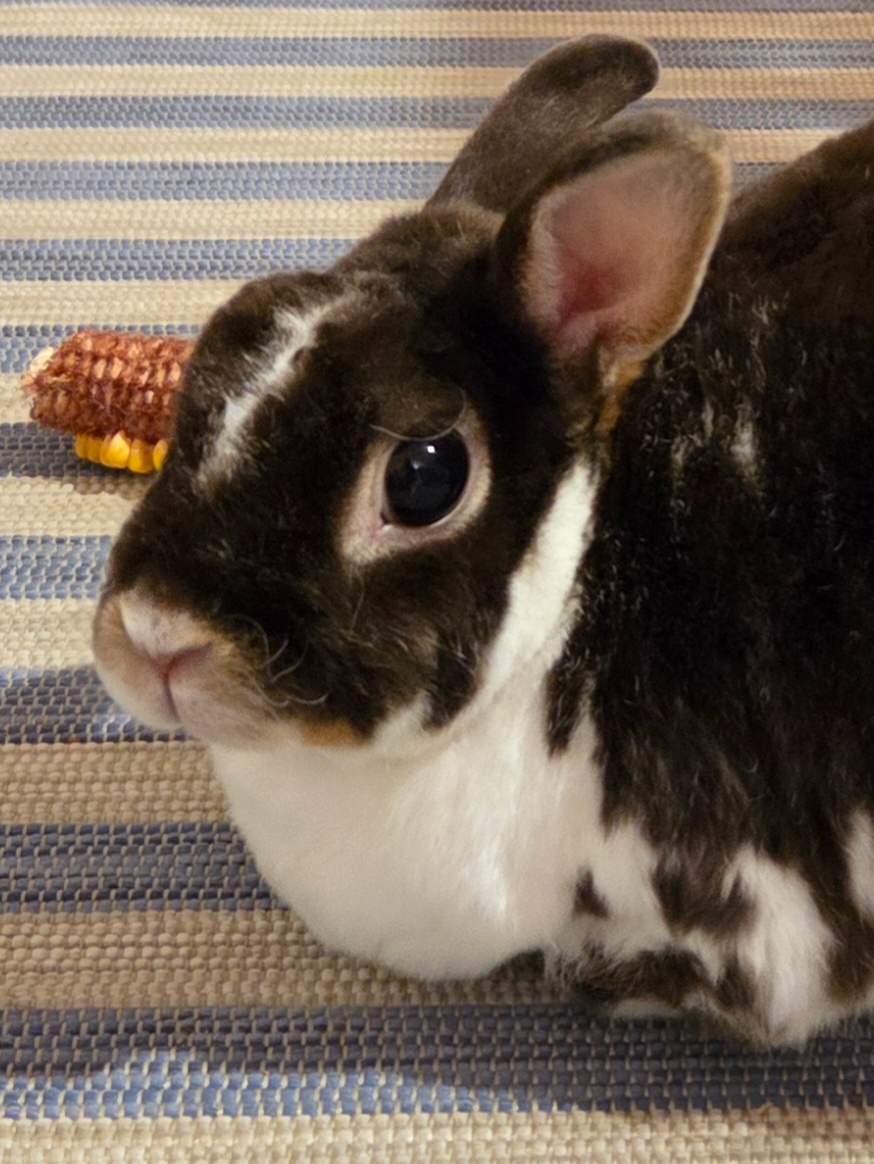 Samička zakrslého králíka - 3