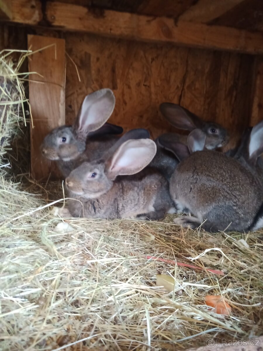 Belgický obr divoce zbarvený - 3