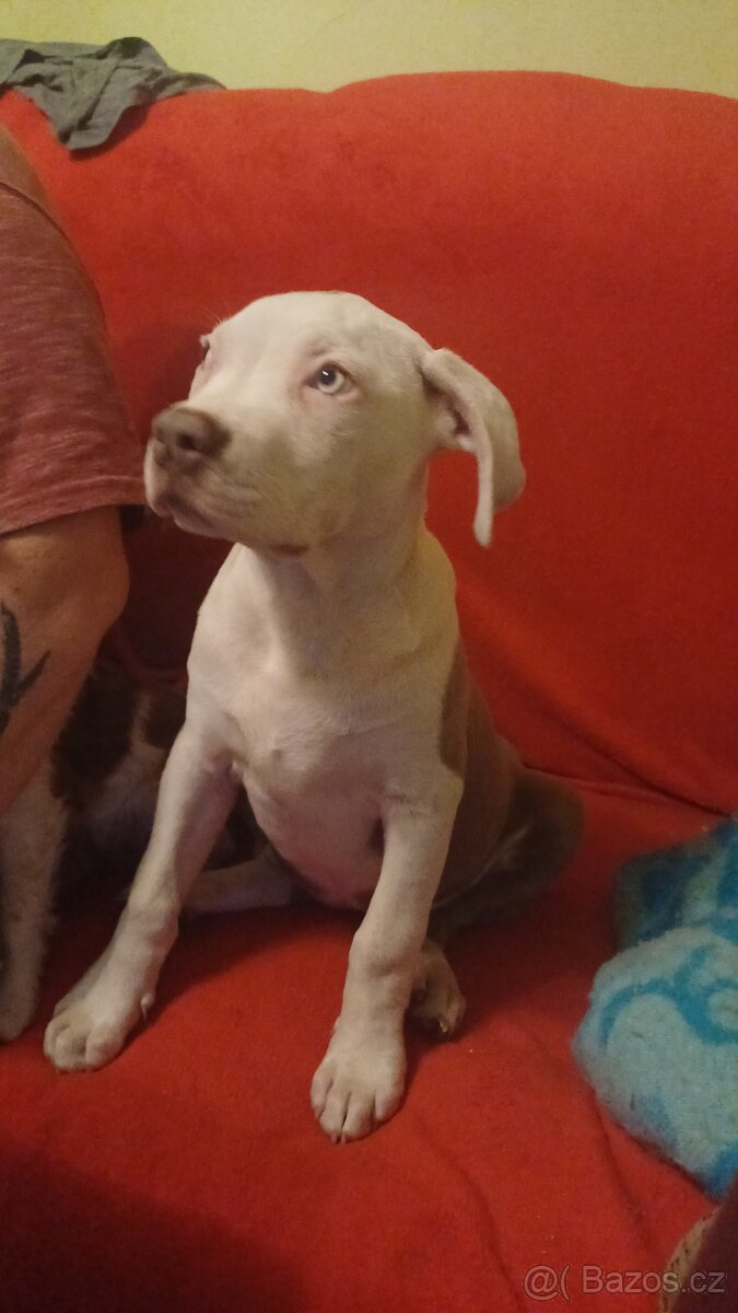 American bully xl stene - 3