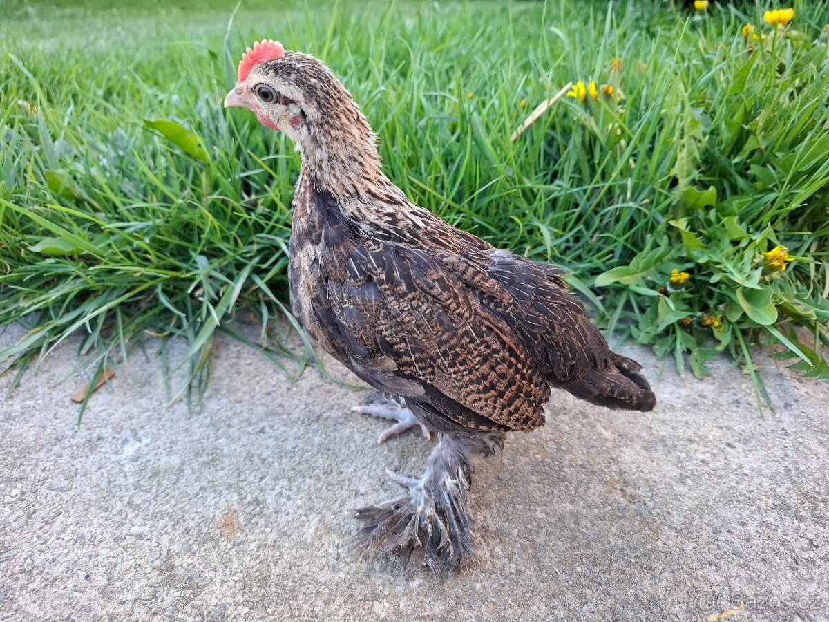 Zakrslá rousná - 3