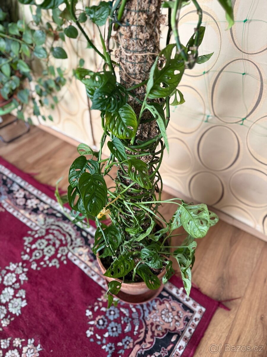 Monstera adansonii (Monkey Monstera) - 3