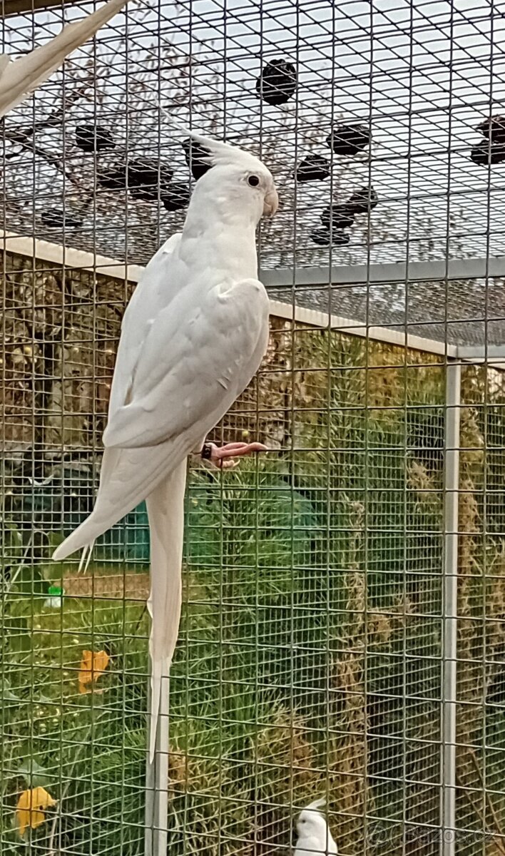 Korela bělohlavá bílá černooká SAMEC - 3