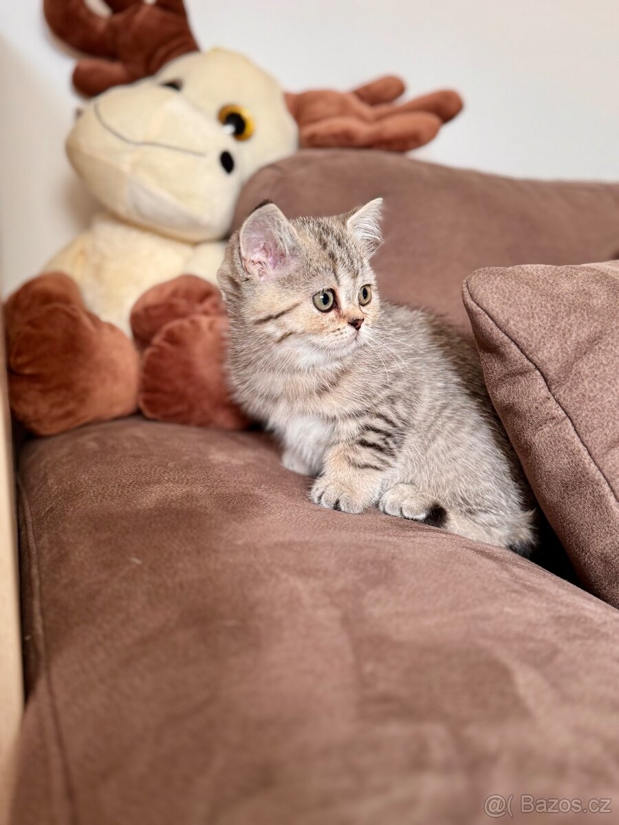 Skotská klapouchá kočka, scottish straight s PP - 3