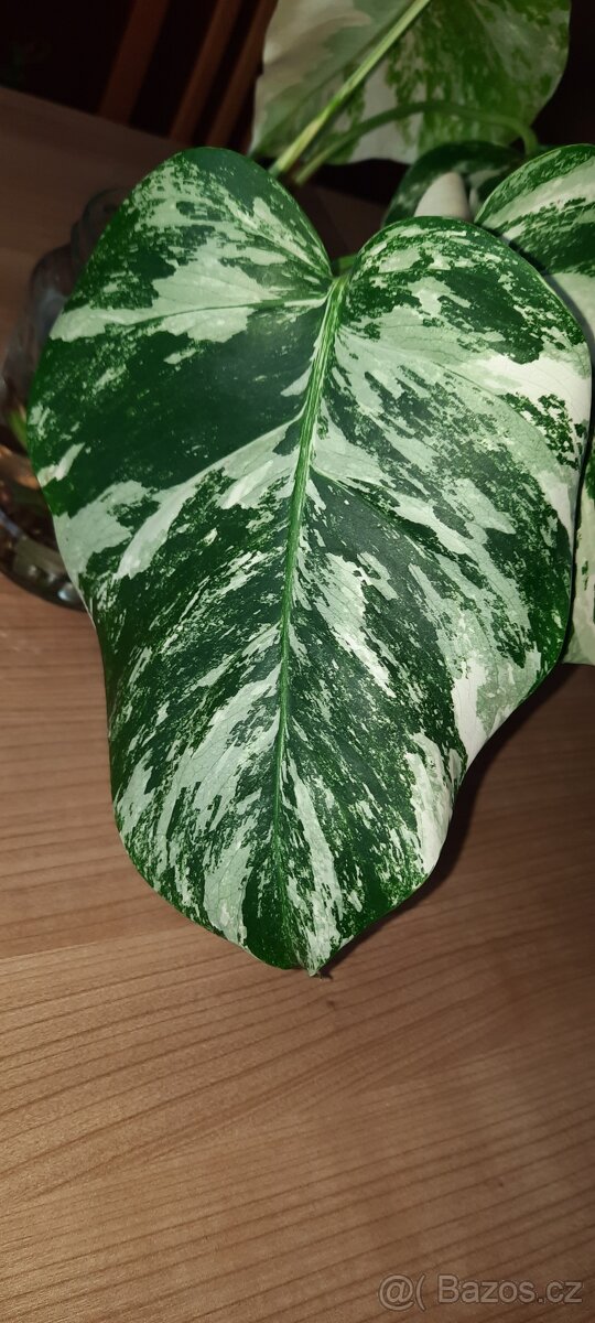Monstera albo - různé řízky - 3
