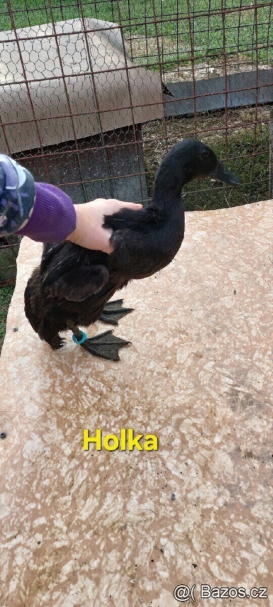 Indický běžec - 3