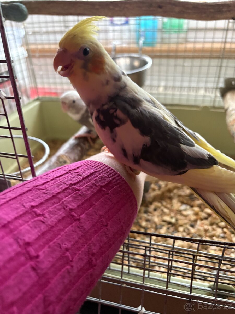 Korely ručně dokrmené - 3