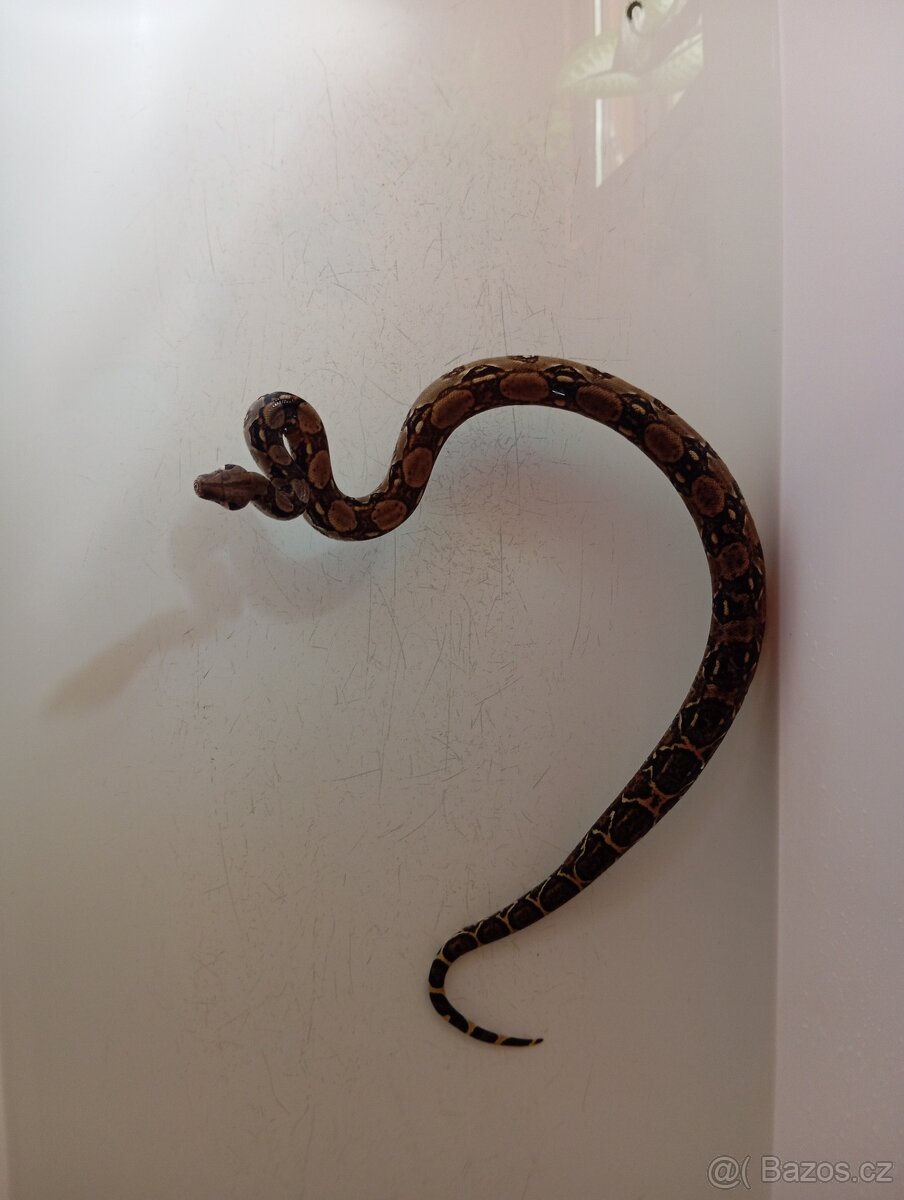 Užovka červená , Hroznýš kralovský - 3