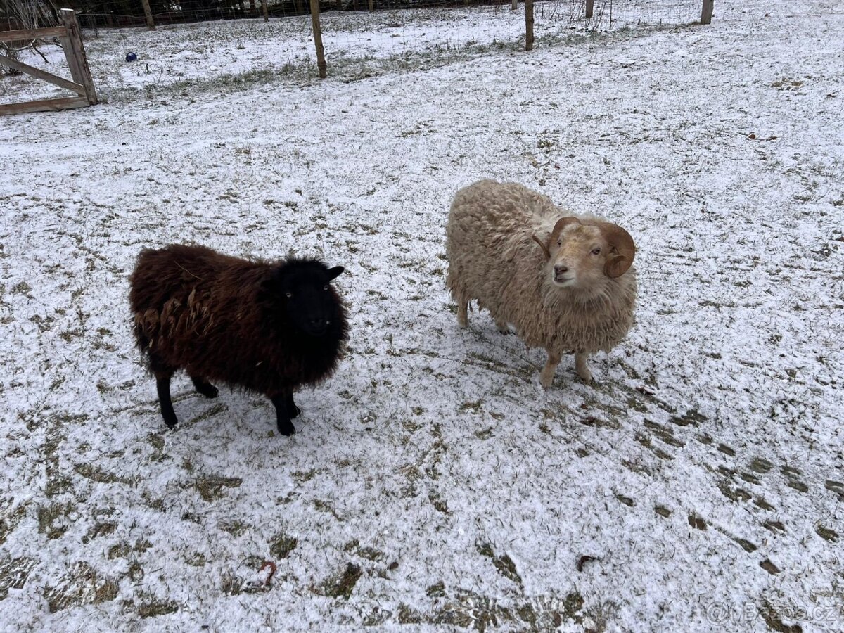 Quessantská ovce - 3