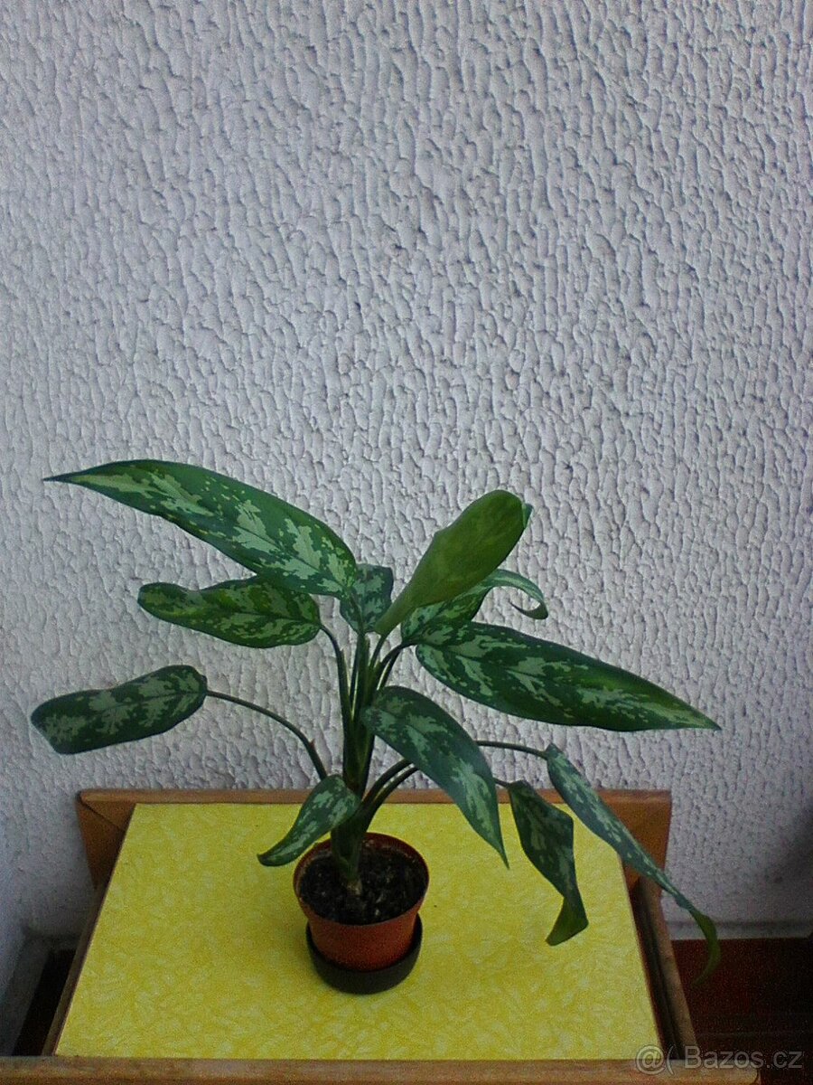 Pokojové květiny - 3