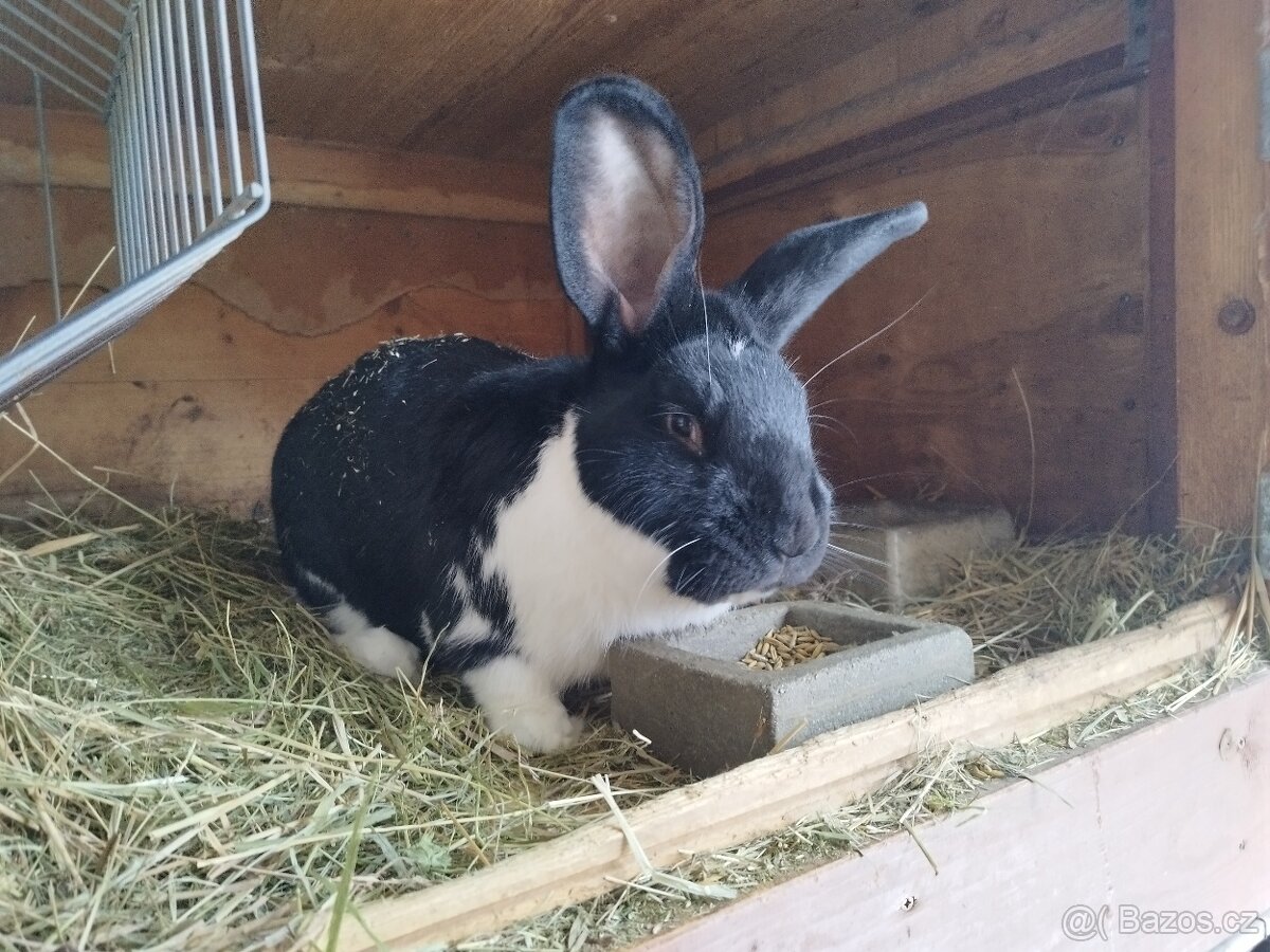 Meklenburský strakáč černý - 3