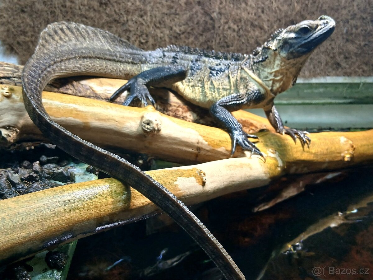 Hydrosaurus microlophus - 3