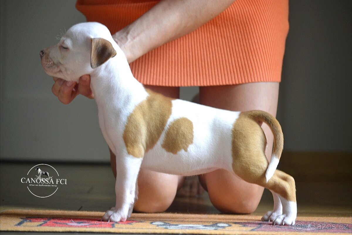 Americký stafordšírský teriér, fenka po rodičích z USA - 3