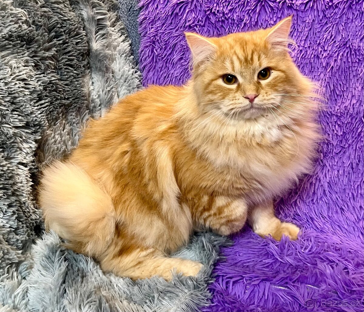 Sibiřská kočka a kocour 1,5 roku s PP - 3